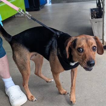 JoJo -  Terrier and Mixed Breed Dog for Adoption in Jefferson City, Tennessee - JoJo | PetCurious