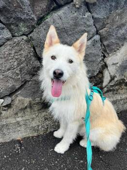 Rescue Airedale Terrier and Mixed Breed Dogs for Adoption in Sunderland, Ontario - Happy-Boy | PetCurious