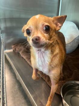 Lizzie -  Chihuahua Dog for Adoption in Tifton, Georgia - Lizzie | PetCurious