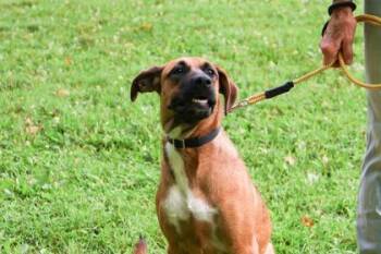 Zulu -  Mixed Breed Dog for Adoption in West Chester, Pennsylvania - Zulu | PetCurious