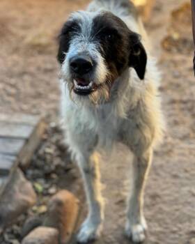 German Wirehaired Pointer and Terrier Dogs Available for Adoption - Suki | PetCurious