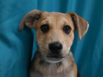 Hazel -  German Shepherd Dog and Mixed Breed Dog for Adoption in Portland, Oregon - Hazel | PetCurious