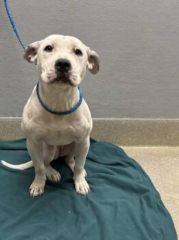 Pit Bull Terrier Dogs Available for Adoption in Las Vegas, Nevada - SEQUINS | PetCurious