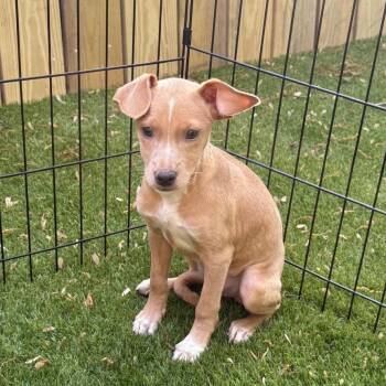 Labrador Retriever and Chihuahua Dogs Available for Adoption - NINA | PetCurious