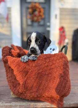 Sully- Little monsters litter -  Australian Cattle Dog Blue Heeler and Boykin Spaniel Dog for Adoption in Carmel Hamlet, New York - Sully- Little Monsters Litter | PetCurious