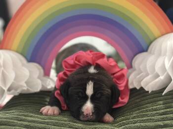 Emerald -  Mixed Breed Dog for Adoption in New York, New York - Emerald | PetCurious