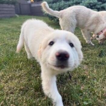 Great Pyrenees Dogs Available for Adoption in Madison, Wisconsin - Yuki | PetCurious