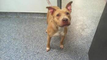 ELIANA -  Pit Bull Terrier Dog for Adoption in Charlotte, North Carolina - ELIANA | PetCurious