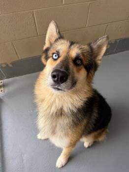 Colt -  German Shepherd Dog Dog for Adoption in Johnson City, Tennessee - Colt | PetCurious