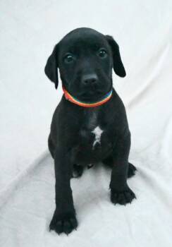 Rescue Labrador Retriever and Mixed Breed Dogs for Adoption in Morton Grove, Illinois - Luna | PetCurious