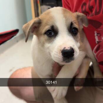 Balboa -  Cattle Dog Dog for Adoption in St. Augustine, Florida - Balboa | PetCurious