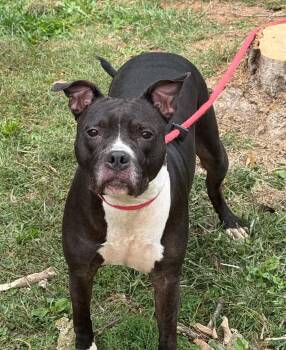 Bella -  Pit Bull Terrier Dog for Adoption in Springfield, Illinois - Bella | PetCurious