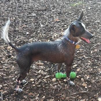 Kenzi -  Xoloitzcuintli Mexican Hairless and Mixed Breed Dog for Adoption in Wimberley, Texas - Kenzi | PetCurious