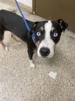 Faith -  Mixed Breed Dog for Adoption in Vancouver, Washington - Faith | PetCurious