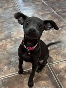 Rescue Chihuahua Dogs for Adoption in Alexandria, Louisiana - Sophie | PetCurious