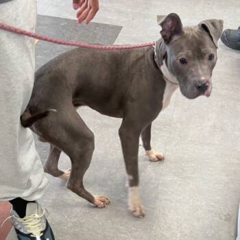 Rescue Mixed Breed Dogs for Adoption in Philadelphia, Pennsylvania - Kingston | PetCurious