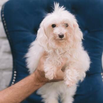 Georgia -  Maltese Dog for Adoption in Zionsville, Indiana - Georgia | PetCurious