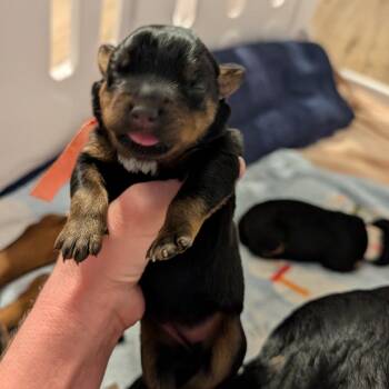 Rottweiler Dogs Available for Adoption in Portage, Michigan - Windy (yellow Ribbon) | PetCurious