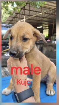 Kujo -  Shepherd Dog for Adoption in Manchester, Connecticut - Kujo | PetCurious