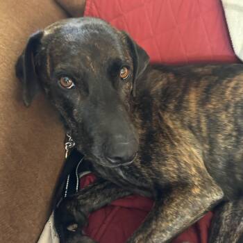 Pit Bull Terrier and Redbone Coonhound Dogs Available for Adoption - Dolly ***URGENT FOSTER NEEDED*** | PetCurious