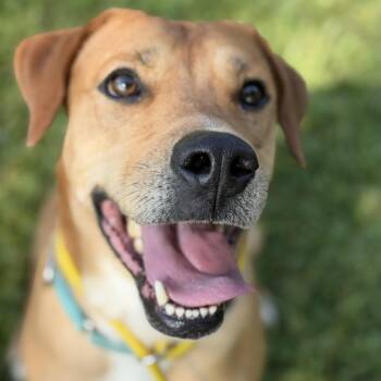 Rufus -  Labrador Retriever Dog for Adoption in Pearland, Texas - Rufus | PetCurious