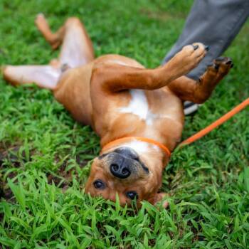 Archie -  Terrier and Mixed Breed Dog for Adoption in Gainesville, Georgia - Archie | PetCurious