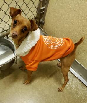 Rescue Miniature Pinscher Dogs for Adoption in Middlebury, Indiana - Monty, Keeswick, Rye & Woodley | PetCurious