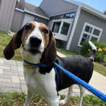Fancee -  Coonhound and Mixed Breed Dog for Adoption in Kennebunk, Maine - Fancee | PetCurious