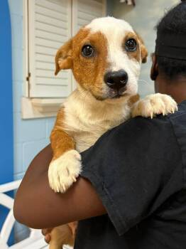 Mixed Breed Dogs Available for Adoption - Frodo | PetCurious