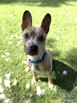 Mocha - 1 -  American Bulldog and Mixed Breed Dog for Adoption in Daytona Beach, Florida - Mocha - 1 | PetCurious