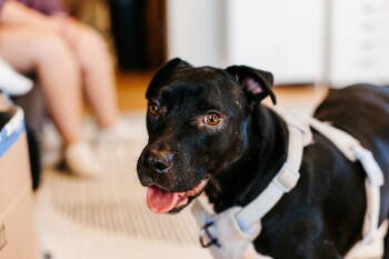 Rescue Labrador Retriever Dogs for Adoption in St. Cloud, Minnesota - Velma | PetCurious