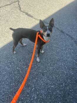 Miniature Pinscher Dogs Available for Adoption in Fremont, Nebraska - Russ | PetCurious