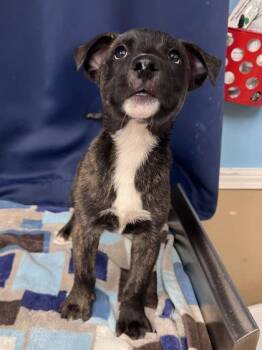 Pencil -  Labrador Retriever and Mixed Breed Dog for Adoption in Houston, Texas - Pencil | PetCurious