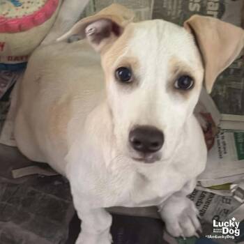Labrador Retriever and Shepherd Dogs Available for Adoption in Washington, District Of Columbia - Mr. Huckleberry | PetCurious