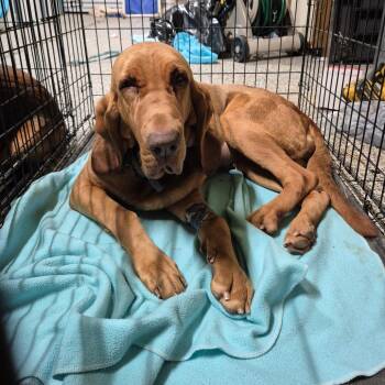 Bloodhound Dogs Available for Adoption - Dottie | PetCurious