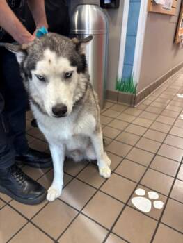 DENALI -  Siberian Husky Dog for Adoption in Burbank, California - DENALI | PetCurious