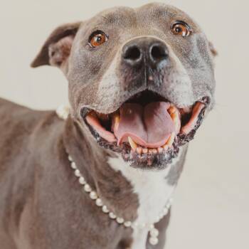 Sunny -  Pit Bull Terrier Dog for Adoption in Krum, Texas - Sunny | PetCurious