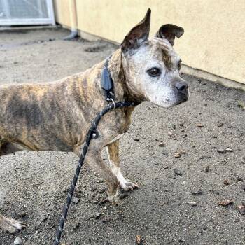 Mixed Breed Dogs Available for Adoption in Oakland, California - Fergie | PetCurious