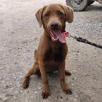 Coco 3215 -  Chocolate Labrador Retriever Dog for Adoption in Loxahatchee Groves, Florida - Coco 3215 | PetCurious