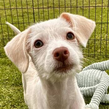 Rescue Dachshund and Schnoodle Dogs for Adoption in San Diego, California - Joy | PetCurious