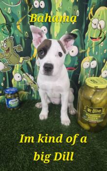 Bahama -  Pit Bull Terrier Dog for Adoption in Wasilla, Alaska - Bahama | PetCurious