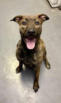 German Shepherd Dog Dogs Available for Adoption - Red Velvet | PetCurious