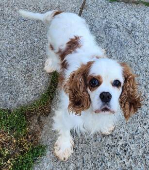 Isabella -  Cavalier King Charles Spaniel Dog for Adoption in Smithfield, Pennsylvania - Isabella | PetCurious