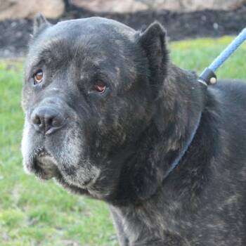 Cane Corso Dogs Available for Adoption in Eaton, Ohio - Bert | PetCurious