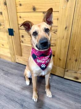 Ember Honey Loves You Bunches -  German Shepherd Dog and Labrador Retriever Dog for Adoption in Friendswood, Texas - Ember Honey Loves You Bunches | PetCurious