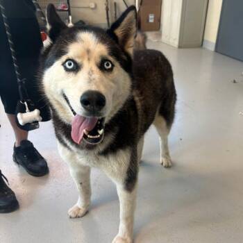 Husky Dogs Available for Adoption in Huntington, West Virginia - Hank/Bradley | PetCurious