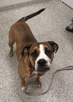 Abigail -  Mixed Breed Dog for Adoption in Kansas City, Missouri - Abigail | PetCurious