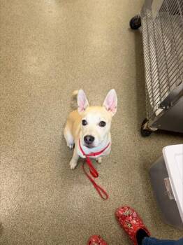 RICO -  Terrier Dog for Adoption in Fort Myers, Florida - RICO | PetCurious