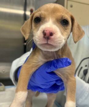 Rescue Beagle and Mixed Breed Dogs for Adoption in Morton Grove, Illinois - Jules | PetCurious