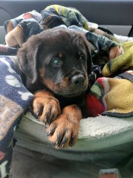 Rottweiler Dogs Available for Adoption - Stevie - Special Needs | PetCurious